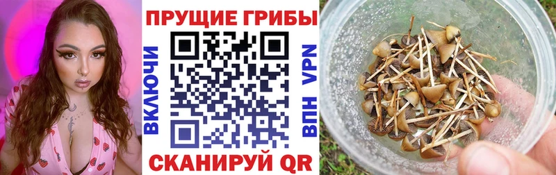 наркотики Городище MEGA Галлюциногенные грибы мицелий